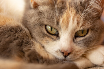 cat with yellow eyes. close-up portret. World Cat's day. Animal Day. Pets.
