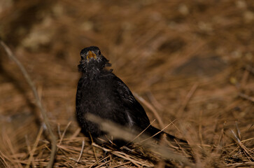 Common blackbird Turdus merula cabrerae. Male during the moulting season. The Nublo Rural Park. Tejeda. Gran Canaria. Canary Islands. Spain.