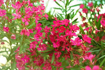 Beautiful vivid pink oleander flowers on blur green leaves background