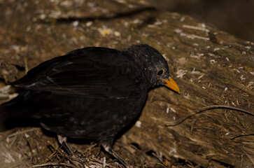 Common blackbird Turdus merula cabrerae. Male searching for food. The Nublo Rural Park. Tejeda. Gran Canaria. Canary Islands. Spain.