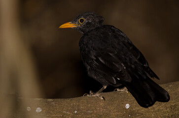 Common blackbird Turdus merula cabrerae. Male during the moulting season. The Nublo Rural Park. Tejeda. Gran Canaria. Canary Islands. Spain.