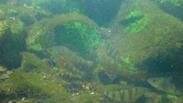 Commonly known as the European perch (Perca fluviatilis), redfin perch, big-scaled redfin or Eurasian perch in a clear lake