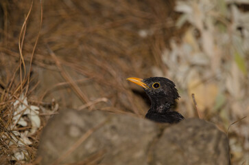 Common blackbird Turdus merula cabrerae. Male during the moulting season. The Nublo Rural Park. Tejeda. Gran Canaria. Canary Islands. Spain.