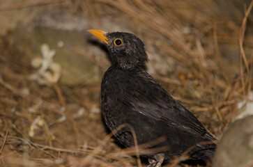 Common blackbird Turdus merula cabrerae. Male during the moulting season. The Nublo Rural Park. Tejeda. Gran Canaria. Canary Islands. Spain.