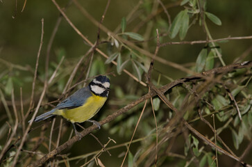 African blue tit Cyanistes teneriffae hedwigii. The Nublo Rural Park. Tejeda. Gran Canaria. Canary Islands. Spain.