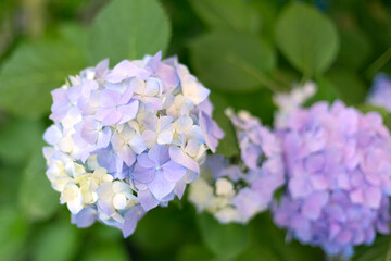 Fresh hortensia light blue flowers and green leaves background.