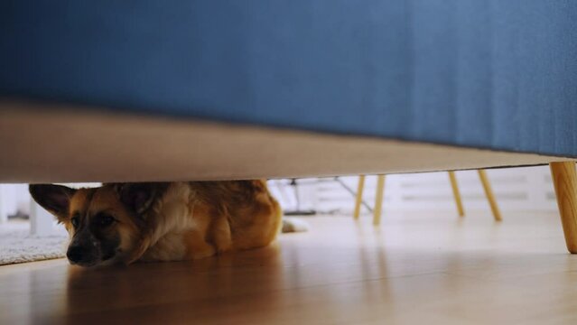 Welsh corgi lying under sofa, adorable dog in apartment, puppy's hiding place