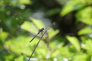 シオカラトンボ