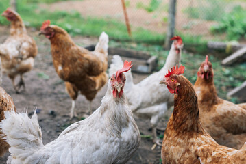 Chickens and a rooster on the farm yard lifestyle image. Farming housekeeping. Animal farm.