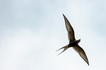 Arctic terns flying around mountains and whales
