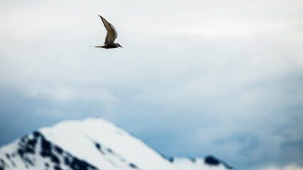 Arctic terns flying around mountains and whales