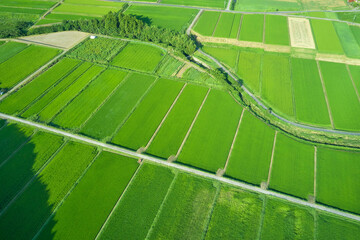 空から眺める水田