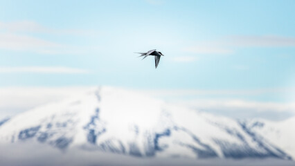 Arctic terns flying around mountains and whales