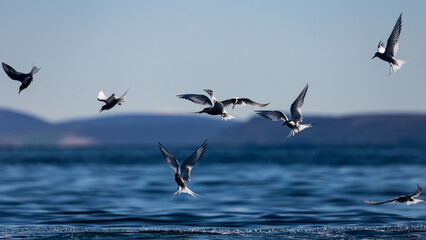 Arctic terns flying around mountains and whales