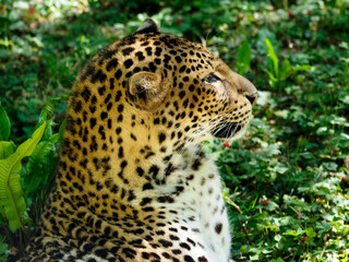 Javan leopard (Panthera pardus melas) seen from profile on a background of vegetation 