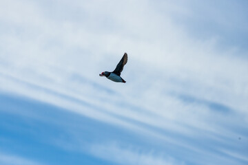Atlantic puffins flying around Iceland