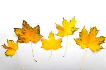 Yellow maple leaves in a line on a white background, autumn border framing for your text or design