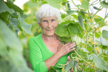 An elderly woman is engaged in growing cucumbers on her vegetable garden.