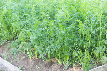 Carrots grow in their own garden near the house.Home garden.