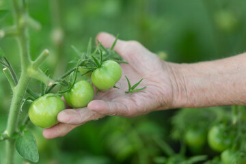 An elderly woman is engaged in growing tomatoes in her garden.