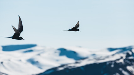 Arctic terns flying around mountains and whales