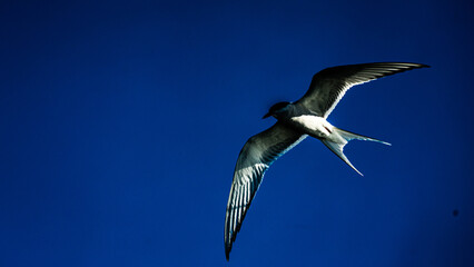 Arctic terns flying around mountains and whales