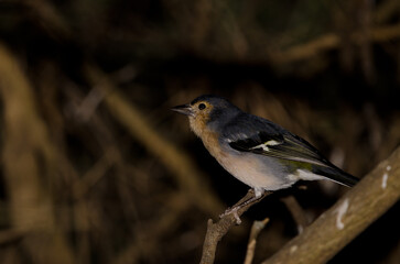 Male common chaffinch Fringilla coelebs canariensis. The Nublo Rural Park. Tejeda. Gran Canaria. Canary Islands. Spain.
