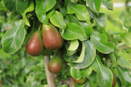 A pear plantation in Lofthus, Fylke Vestland province - Norway