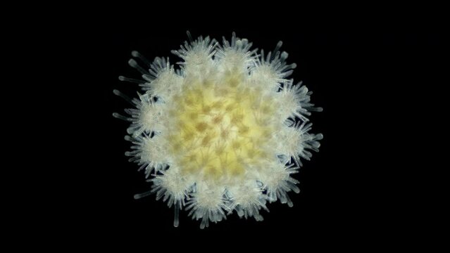 Starfish Crossaster sp. under a microscope, Solasteridae family, phylum Echinodermata. It has 12 legs rays . Sample found in White Sea