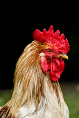 portrait of a rooster
