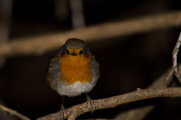 Robin Erithacus rubecula superbus. The Nublo Rural Park. Tejeda. Gran Canaria. Canary Islands. Spain.