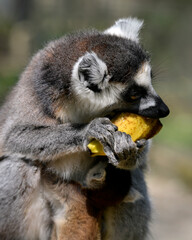Portrait ring-tailed lemur (Lemur catta) eating a banana and its baby