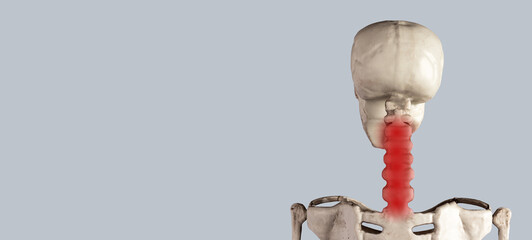 Banner with human skeleton cervical vertebrae with red point. Neck pain, stiffness. Inflammation,...