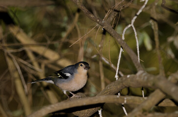 Male common chaffinch Fringilla coelebs canariensis. The Nublo Rural Park. Tejeda. Gran Canaria. Canary Islands. Spain.
