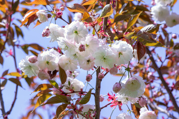 Beautiful white Sakura flowers on a tree branch growing in the garden