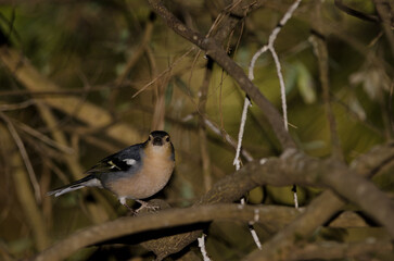 Male common chaffinch Fringilla coelebs canariensis. The Nublo Rural Park. Tejeda. Gran Canaria. Canary Islands. Spain.
