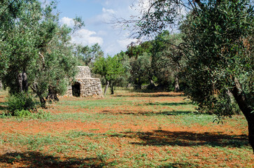 Una pajara, tipica costruzione rurale del Salento in Puglia, fra gli ulivi secolari che crescono in...