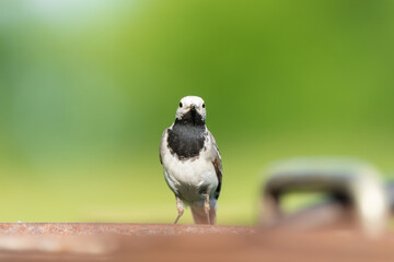 The white wagtail (Motacilla alba)