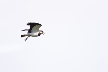 Northern Lapwing (Vanellus vanellus) flying on the blue sky. - 521814739