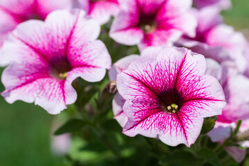 Close up of a flower border with colouful flowering Petunia Wave Sweetheart