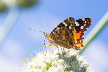 Butterfly on blossom flower in green nature..