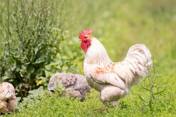 cute rooster crowing on the farm...