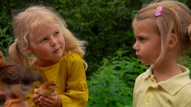 Two little girls are looking at the cute little chickens on the village farm