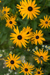 Obraz premium yellow flowers (rudbeckia) close up