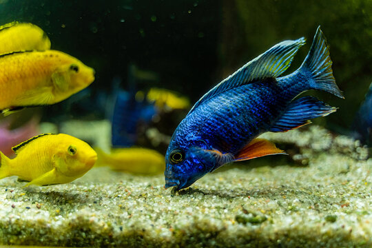 Aulonocara nyassae fish known as the emperor cichlid eating or taking off algae off gravel stone. Blue fish in dark water.