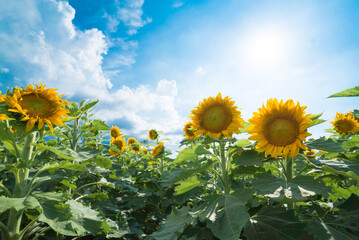 青空とひまわり畑