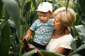 Grandmother and child outdoor laughing in corn field. Senior and boy together generation happiness...