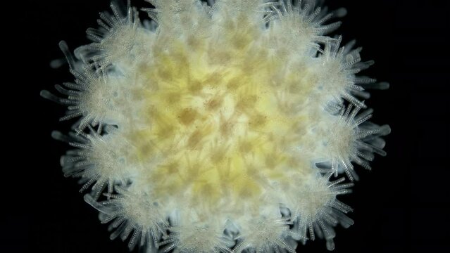 Starfish Crossaster sp. under a microscope, Solasteridae family, phylum Echinodermata. It has 12 legs rays . Sample found in White Sea