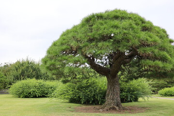 立派な松の木