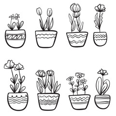 flowers in pots